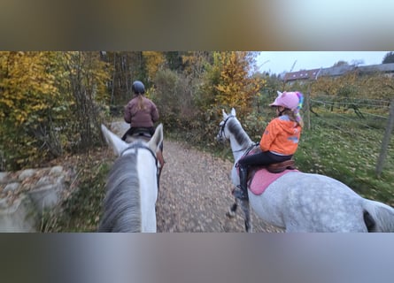 Austrian Warmblood, Gelding, 15 years, 16,2 hh, Grey
