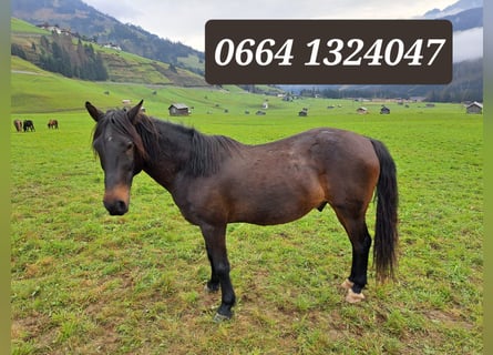 Austrian Warmblood, Gelding, 16 years, 14,1 hh