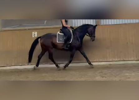 Austrian Warmblood, Gelding, 20 years, 16.1 hh, Brown
