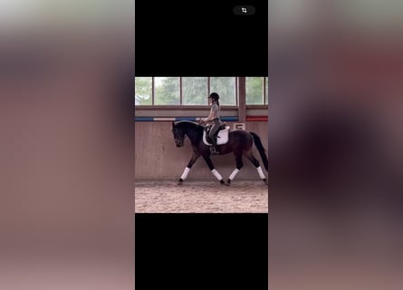 Austrian Warmblood, Gelding, 3 years, 15,1 hh, Bay-Dark