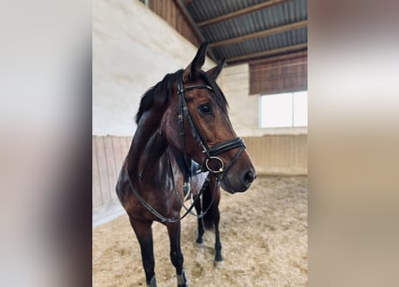 Austrian Warmblood, Gelding, 3 years, 16.2 hh, Brown