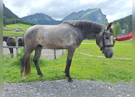 Austrian Warmblood, Gelding, 3 years, 16.2 hh, Grey-Dapple
