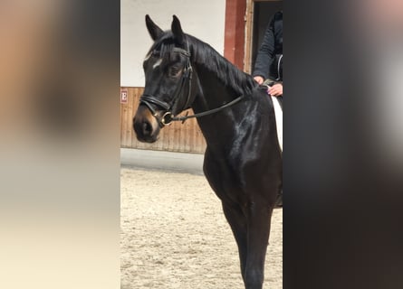 Austrian Warmblood, Gelding, 3 years, 16,2 hh, Smoky-Black