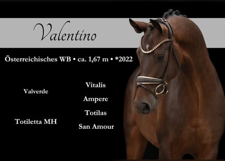 Austrian Warmblood, Gelding, 3 years, Bay-Dark