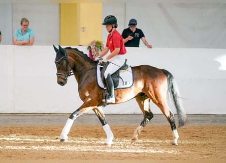 Austrian Warmblood, Gelding, 4 years, 16.1 hh, Brown