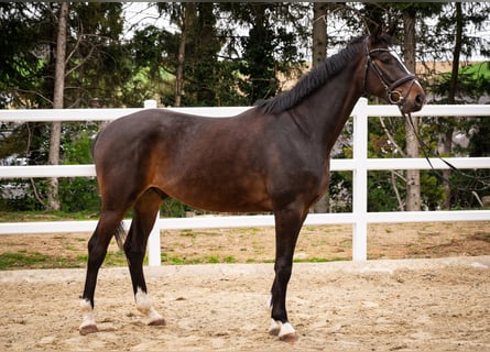 Österreichisches Warmblut, Wallach, 4 Jahre, 16,1 hh, Brauner