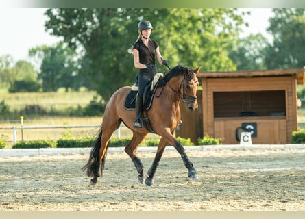 Austrian Warmblood, Gelding, 4 years, 16.2 hh, Brown