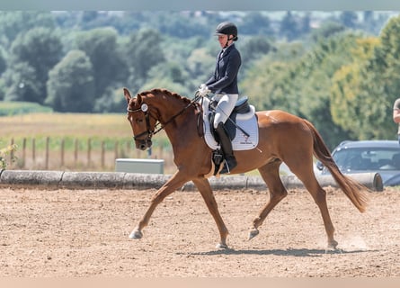 Austrian Warmblood, Gelding, 4 years, 16.2 hh, Chestnut-Red