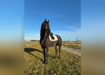 Austrian Warmblood, Gelding, 4 years, 16 hh