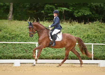 Österreichisches Warmblut, Wallach, 4 Jahre, 17 hh, Dunkelfuchs