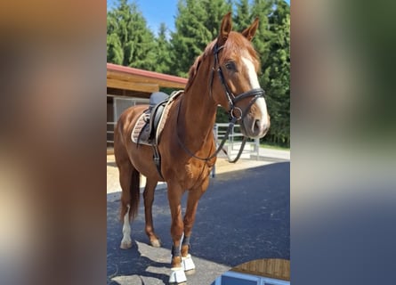 Austrian Warmblood, Gelding, 4 years, 17 hh, Chestnut-Red