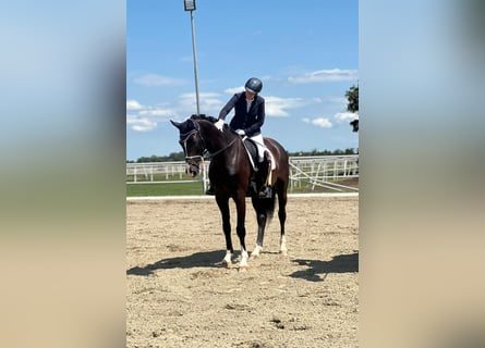 Austrian Warmblood, Gelding, 4 years, Black