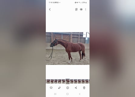 Austrian Warmblood, Gelding, 5 years, 15,3 hh, Chestnut-Red