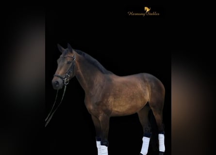 Austrian Warmblood, Gelding, 5 years, 16 hh, Bay-Dark