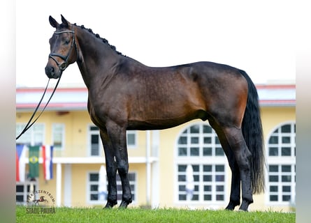 Austrian Warmblood, Gelding, 5 years, 17,1 hh, Brown