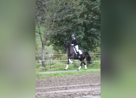 Austrian Warmblood, Gelding, 5 years, 17 hh, Black