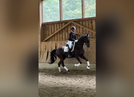 Austrian Warmblood, Gelding, 5 years, 17 hh, Black