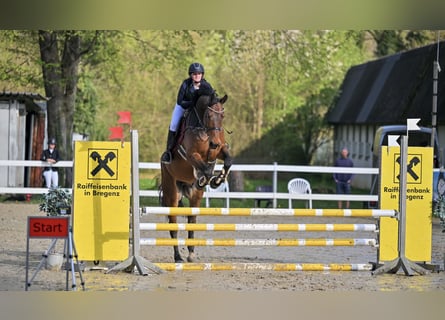 Austrian Warmblood, Gelding, 6 years, 17 hh, Brown