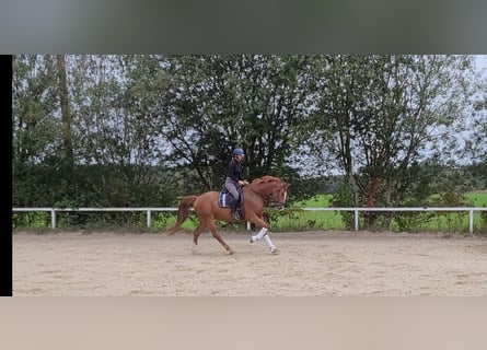 Österreichisches Warmblut, Wallach, 7 Jahre, 16,2 hh, Fuchs