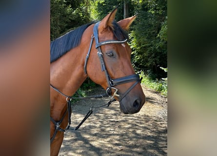 Austrian Warmblood, Gelding, 8 years, 16.1 hh, Brown
