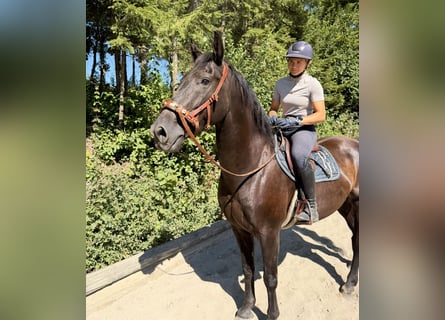 Austrian Warmblood, Gelding, 8 years, 16 hh, Black