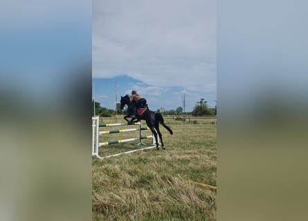 Austrian Warmblood, Gelding, 9 years, 16 hh, Black