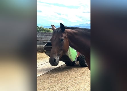 Austrian Warmblood, Mare, 11 years, 15,2 hh, Brown