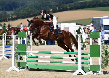 Austrian Warmblood, Mare, 11 years, 16,3 hh, Chestnut-Red