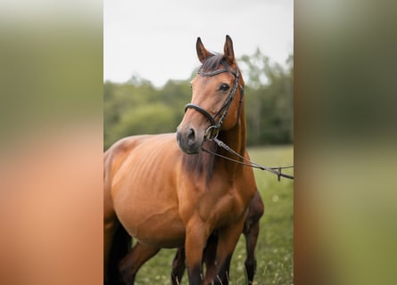 Austrian Warmblood, Mare, 13 years, 15.1 hh, Brown