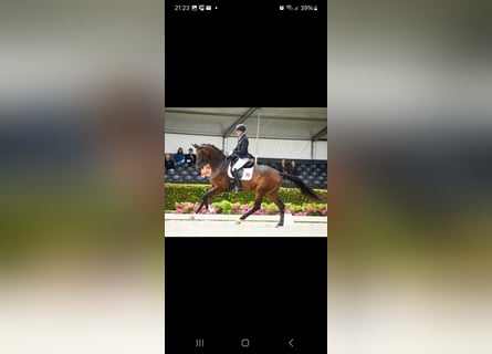 Austrian Warmblood, Mare, 14 years, 17.2 hh, Brown