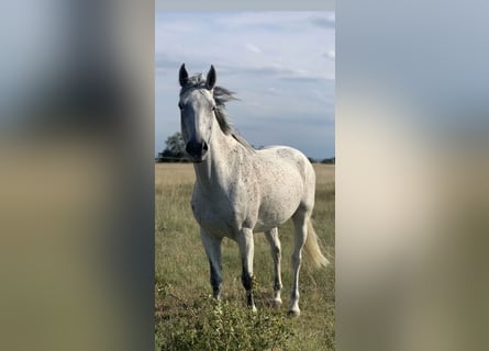 Austrian Warmblood, Mare, 15 years, 16 hh, Gray