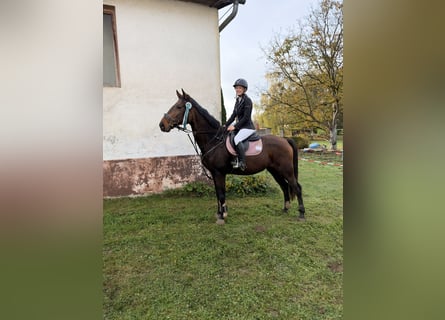 Austrian Warmblood, Mare, 18 years