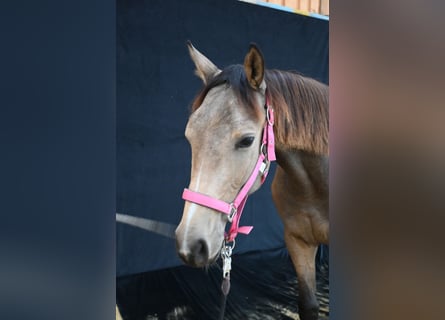 Austrian Warmblood, Mare, 1 year, 16,1 hh, Buckskin