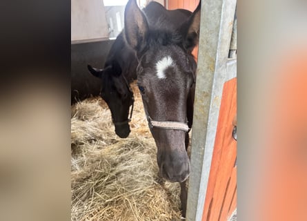 Austrian Warmblood, Mare, 1 year, 16,2 hh, Black