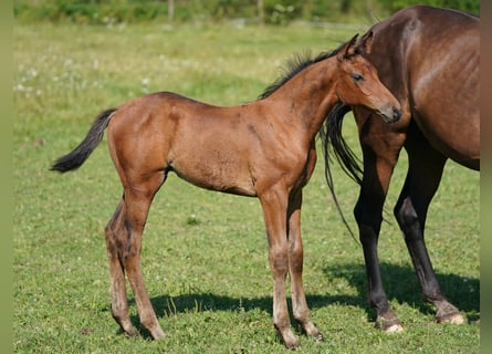 Austrian Warmblood, Mare, 1 year, 16,2 hh, Brown