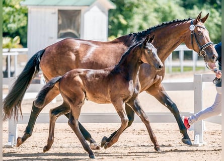 Austrian Warmblood, Mare, 1 year, 16,2 hh, Smoky-Black