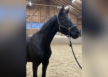 Austrian Warmblood, Mare, 2 years, 16,1 hh, Black