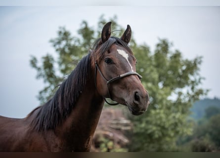 Austrian Warmblood, Mare, 2 years, 16,1 hh, Brown