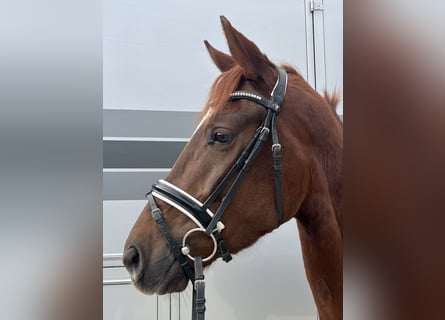 Austrian Warmblood, Mare, 3 years, 15.3 hh, Chestnut-Red