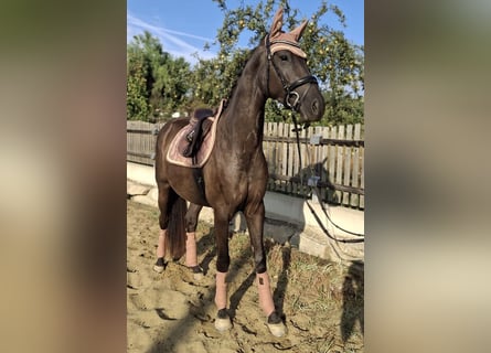 Austrian Warmblood, Mare, 3 years, 16.1 hh, Black