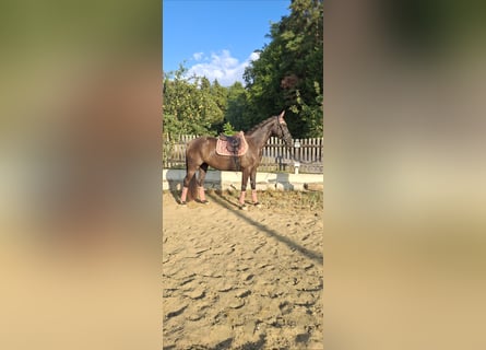 Austrian Warmblood, Mare, 3 years, 16.1 hh, Black