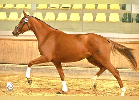 Österreichisches Warmblut, Stute, 3 Jahre, 16,2 hh, Fuchs