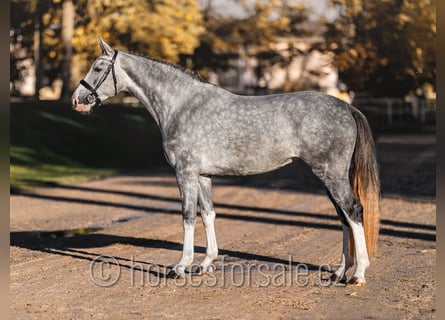 Austrian Warmblood, Mare, 3 years, 16.2 hh, Gray