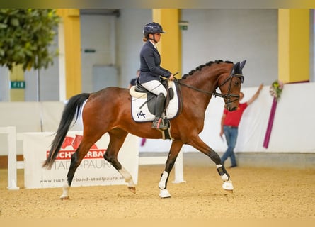 Austrian Warmblood, Mare, 3 years, 16 hh, Brown