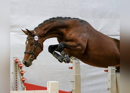 Austrian Warmblood, Mare, 3 years, 16 hh, Brown