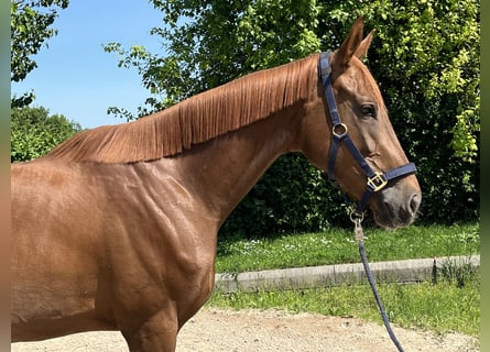 Austrian Warmblood, Mare, 3 years, 16,2 hh, Chestnut