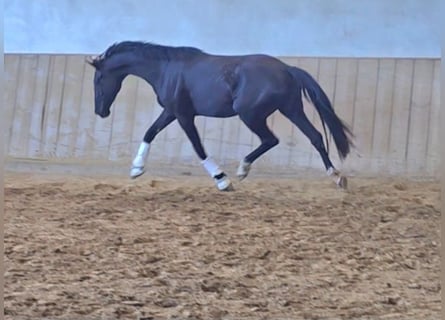 Austrian Warmblood, Mare, 3 years, 16,3 hh, Black