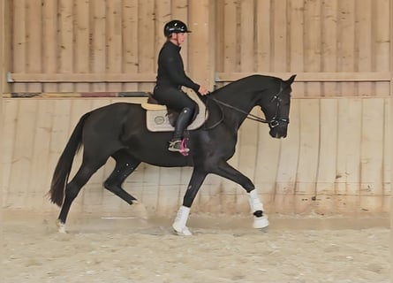 Austrian Warmblood, Mare, 3 years, 16,3 hh, Black
