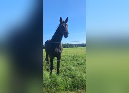 Austrian Warmblood, Mare, 3 years, 17,1 hh, Black