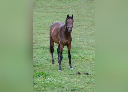 Austrian Warmblood, Mare, 3 years, Brown